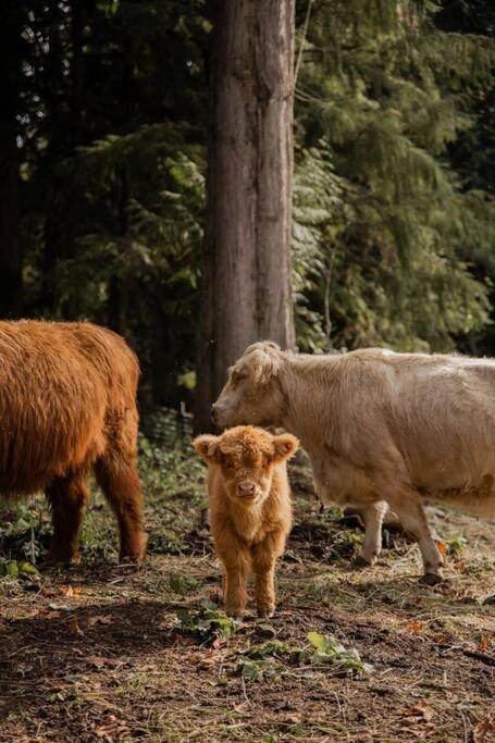 Brightwood Highland Farms - Your Private Forest Farmヴィラ エクステリア 写真